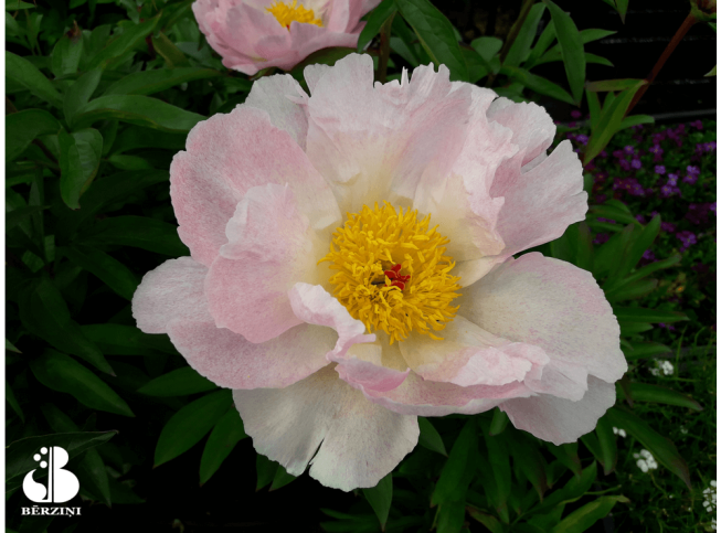 Paeonia lactiflora   'Pink Dawn'